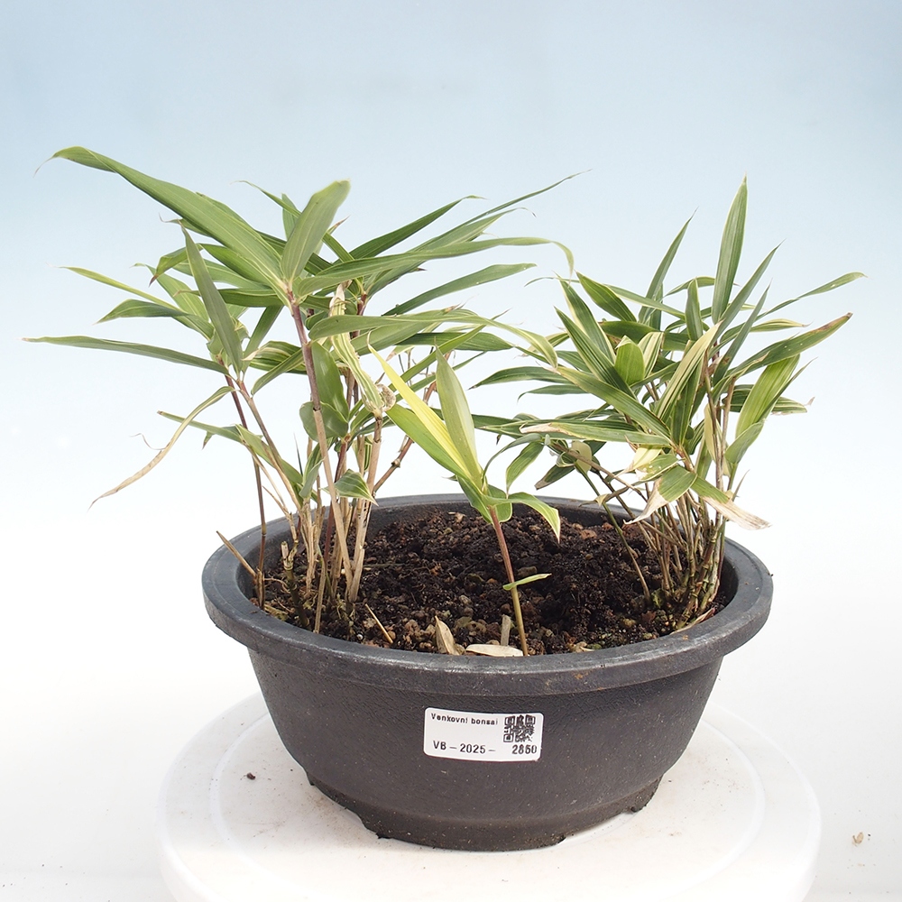 Outdoor bonsai - Sasaella masamuneana Albostriata - Bamboo