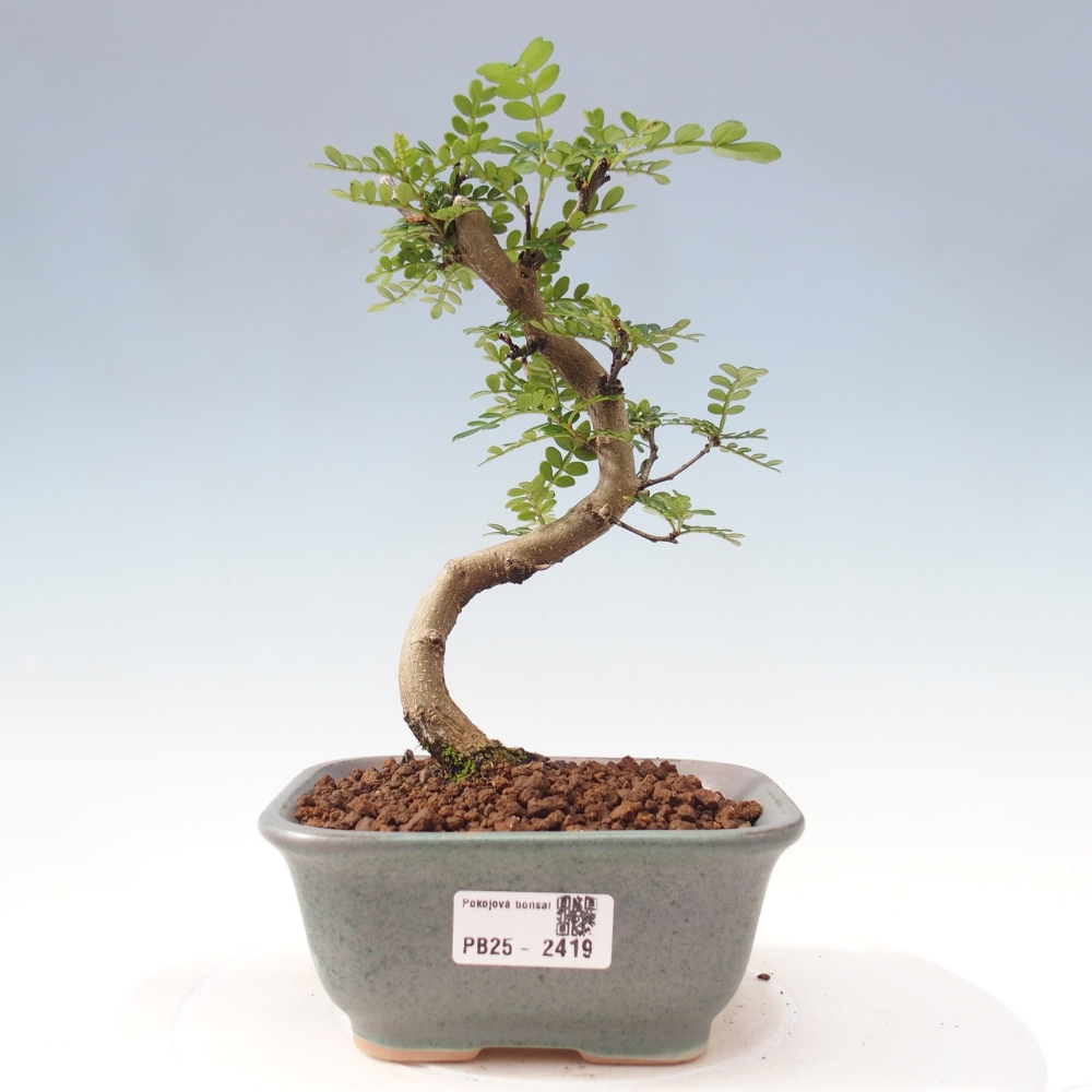 Indoor bonsai - Zantoxylum piperitum - Peppermint