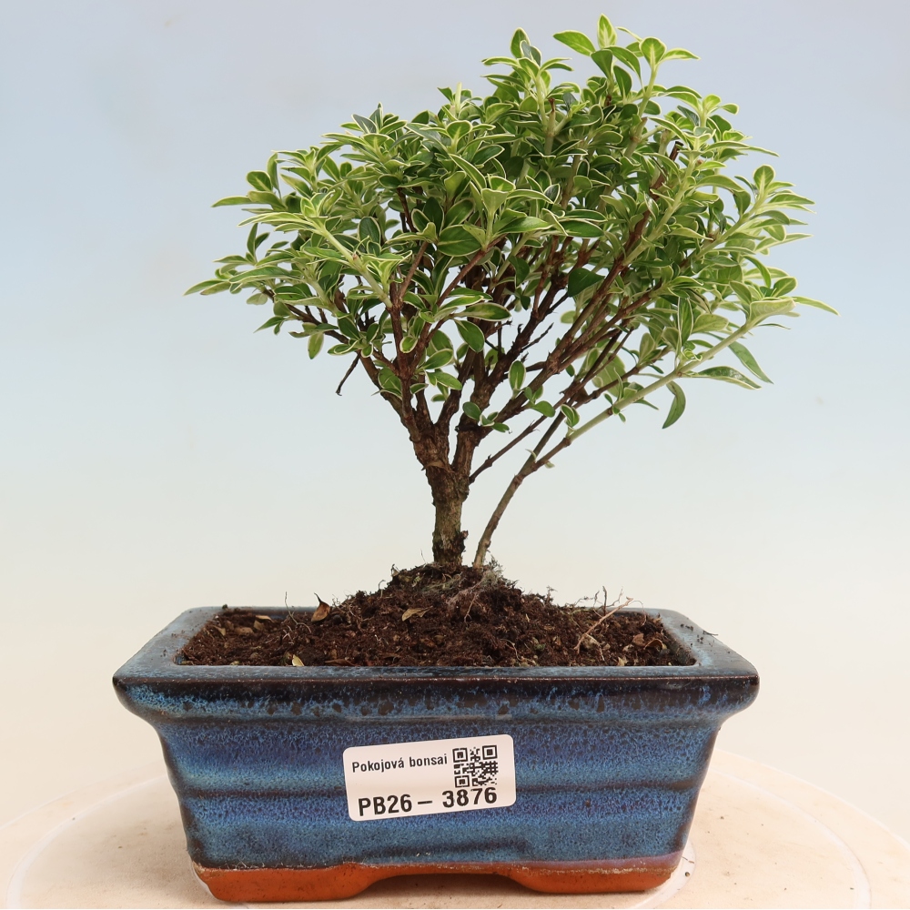 Indoor Bonsai - Serissa foetida Variegata - Tree of a Thousand Stars