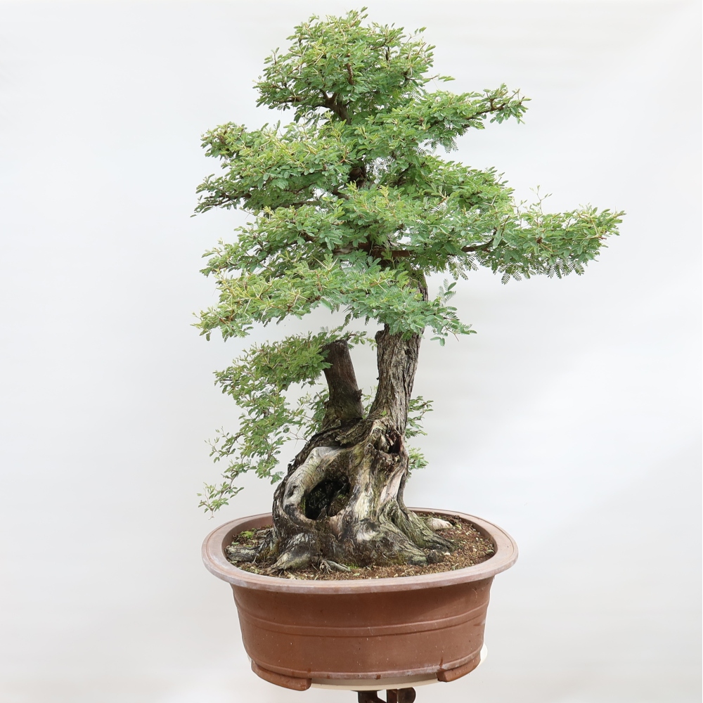 Indoor Bonsai - Acacia Arabica