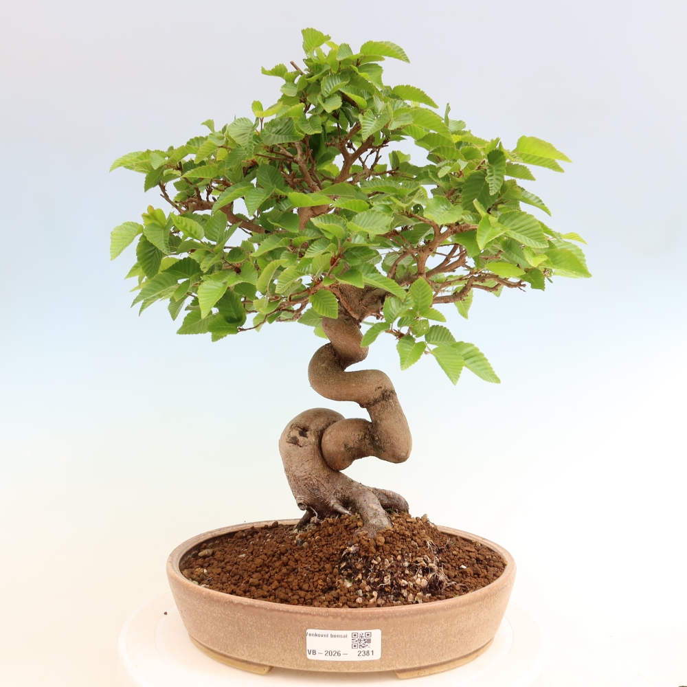Outdoor bonsai -Carpinus coreana - Korean Hornbeam
