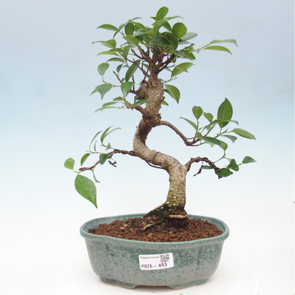 Room bonsai - Ficus retusa - small-leaved ficus