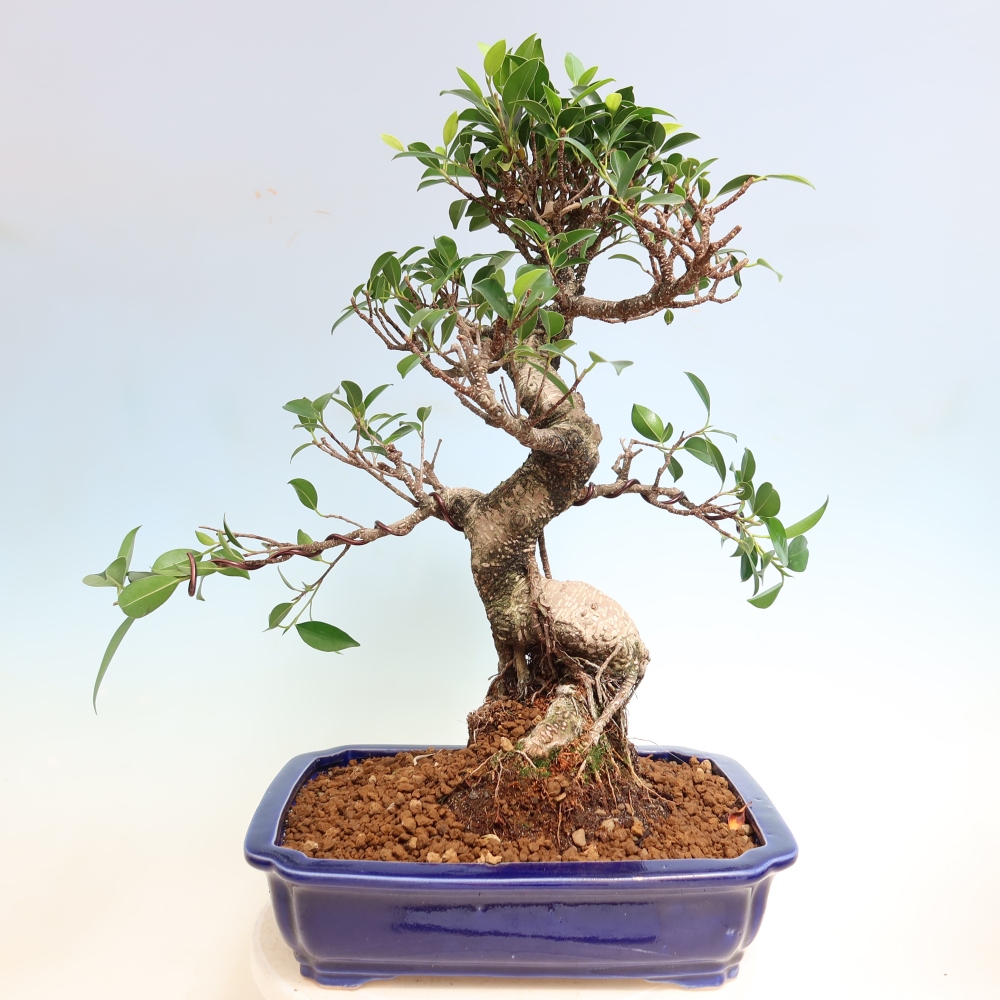 Room bonsai - Ficus kimmen - small-leaved ficus
