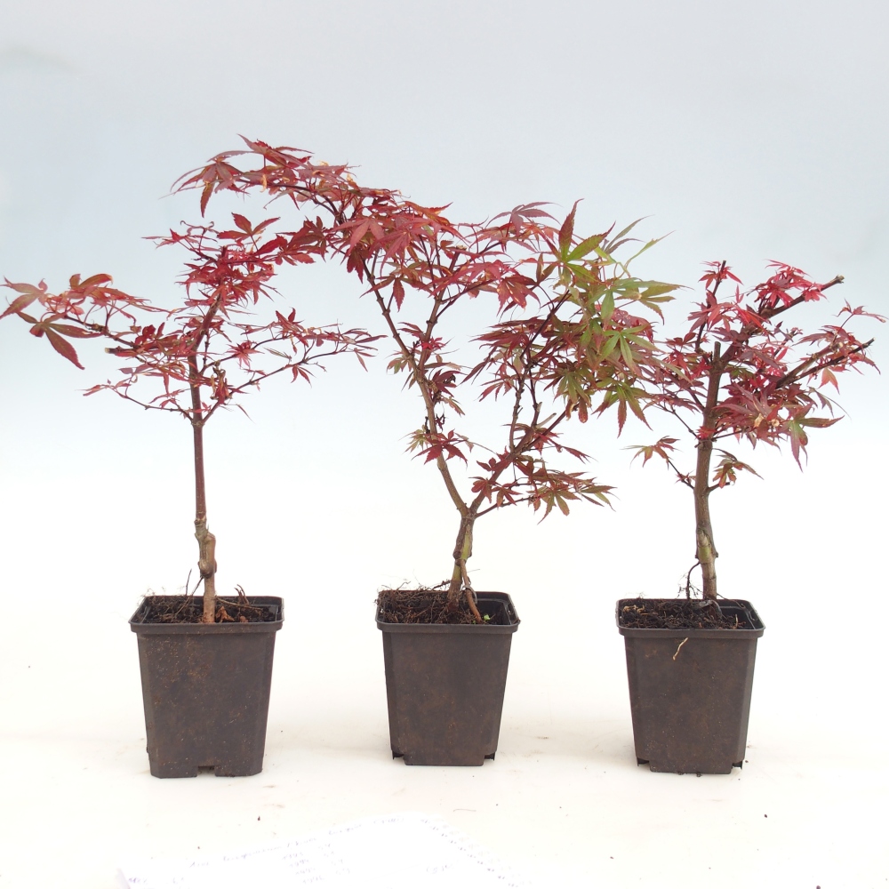 Outdoor bonsai - Acer palmatum Berry Broom in container