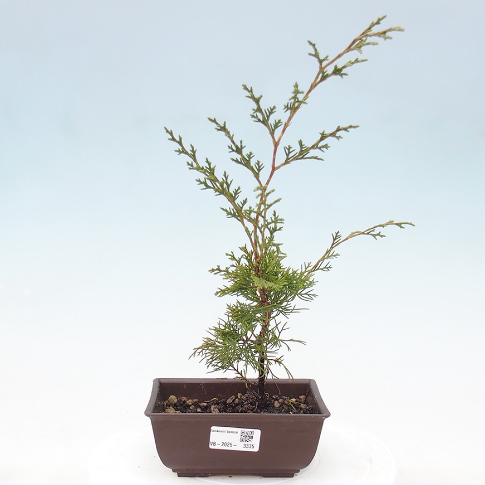Outdoor bonsai - Juniperus chinensis Itoigawa - Chinese juniper