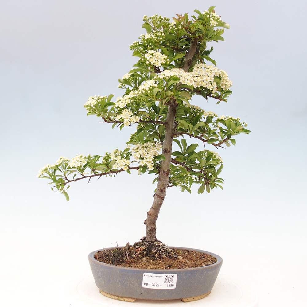 Outdoor Bonsai-Pyracanta Teton -Bakery
