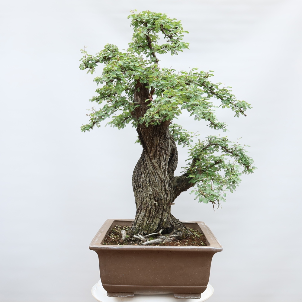 Indoor Bonsai - Acacia Arabica