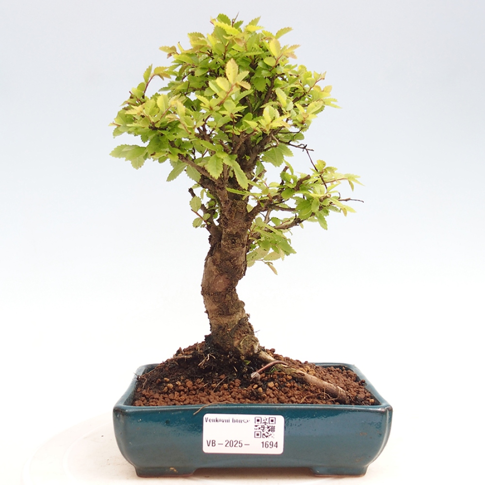 Outdoor bonsai - Zelkova - Zelkova NIRE