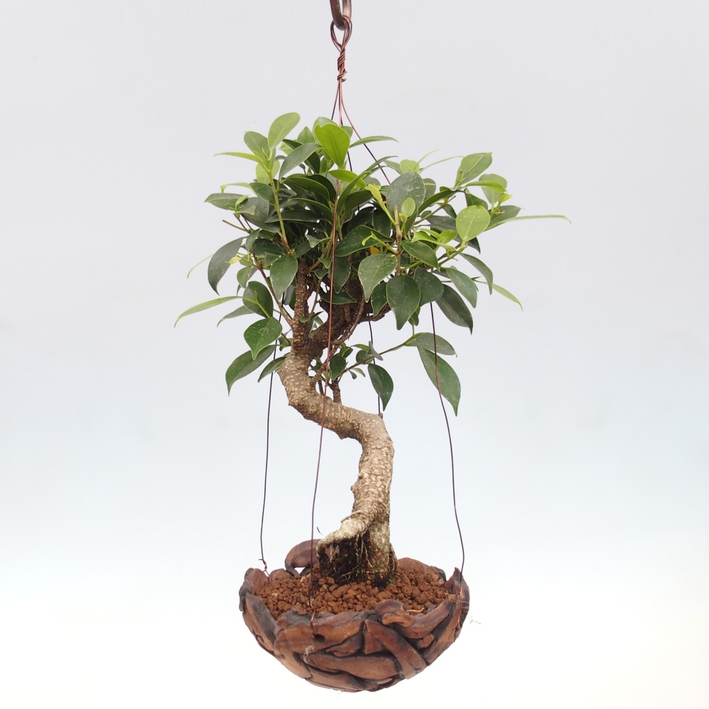 Kokedama in ceramics - small-leaved ficus - Ficus kimmen