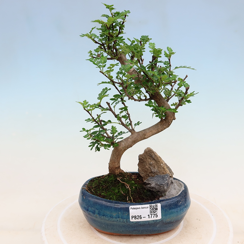 Room bonsai - Zantoxylum piperitum - pepper tree