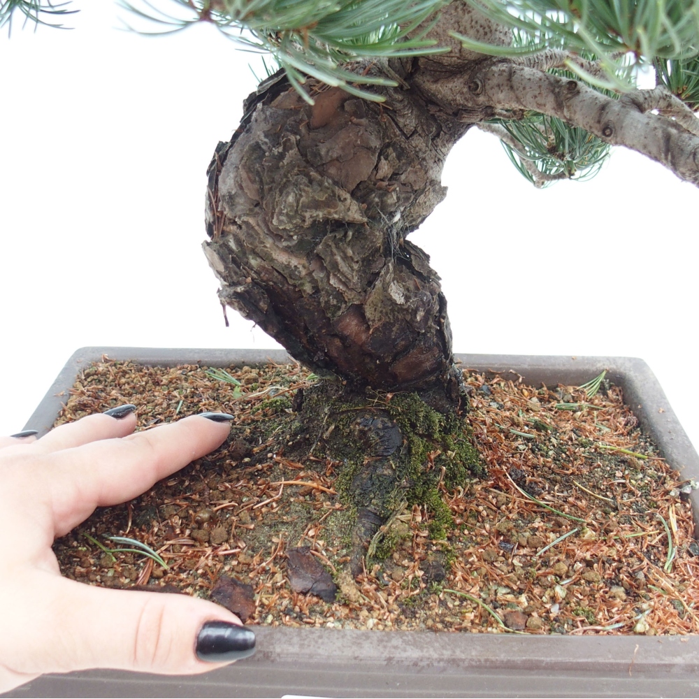 Outdoor bonsai - Pinus parviflora - Small pine tree