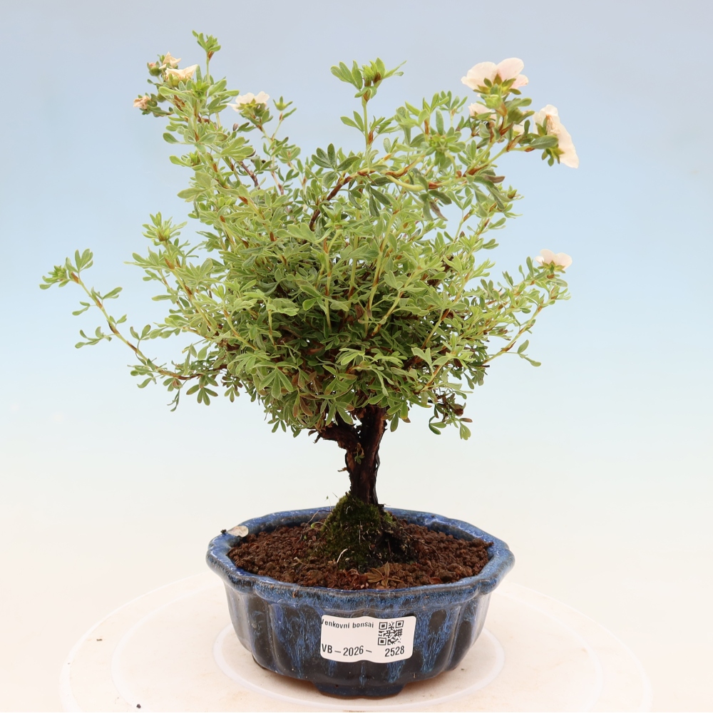 Outdoor bonsai - Potentila fruticosa