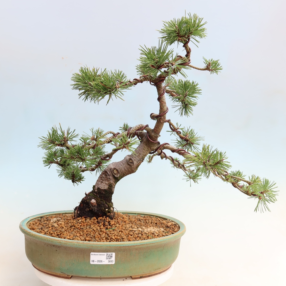Outdoor Bonsai - Pinus mugo Humpy  - Mountain Pine