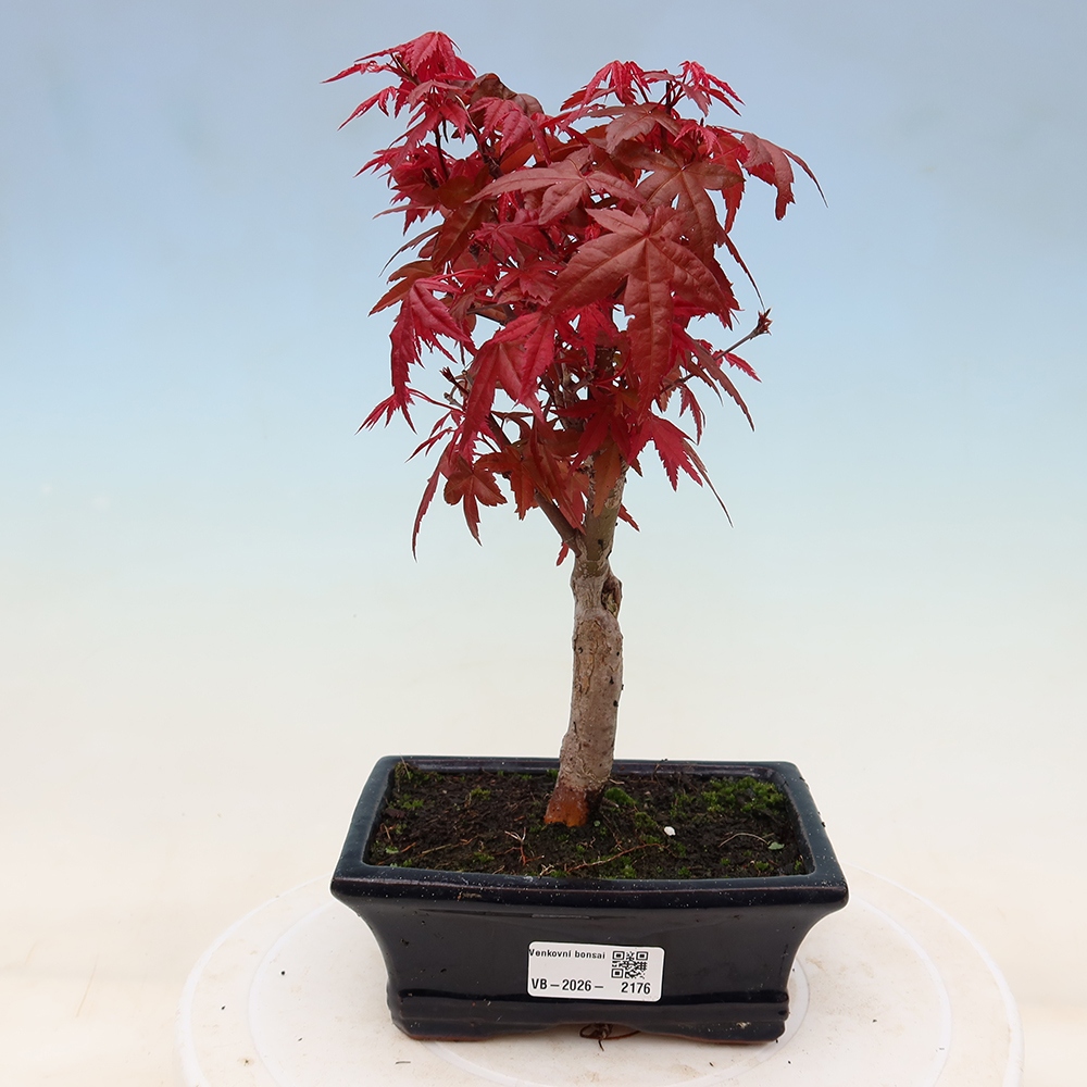 Outdoor bonsai - Acer palmatum DESHOJO