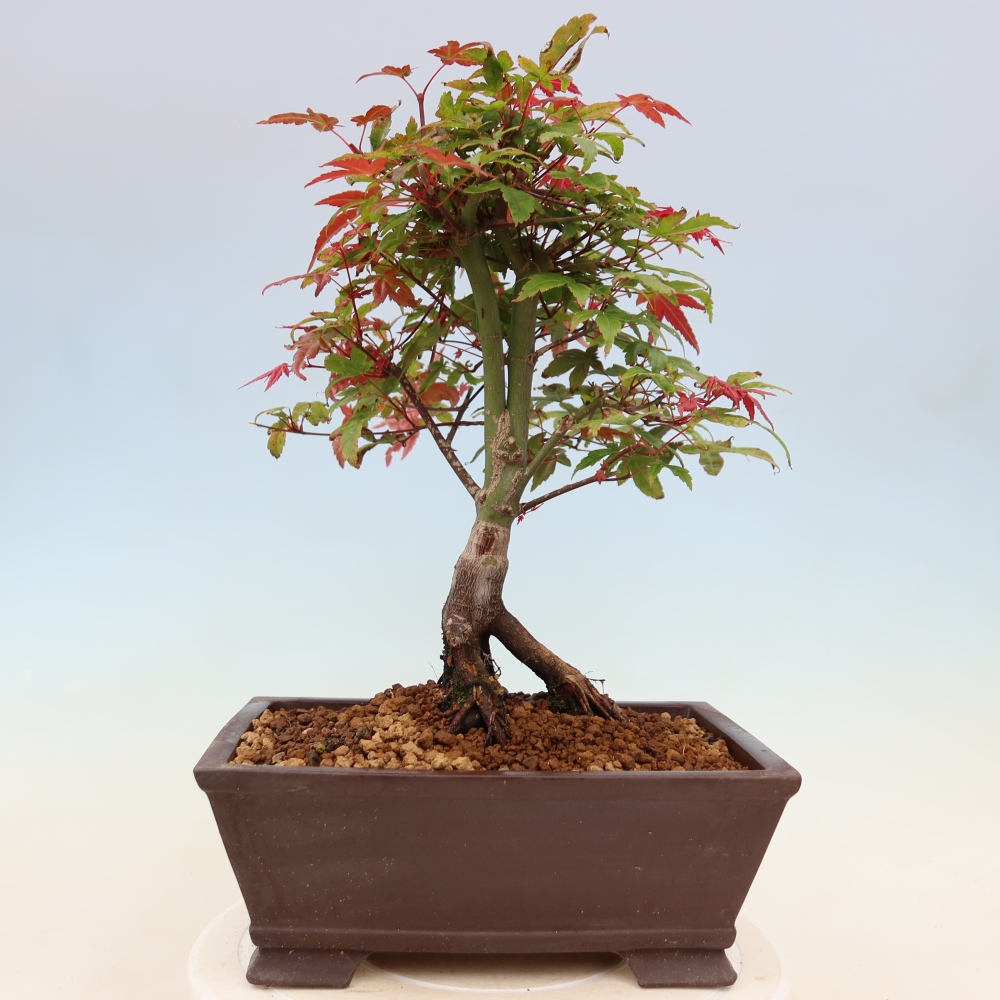 Norway maple - Acer palmatum Beni Tsukasa