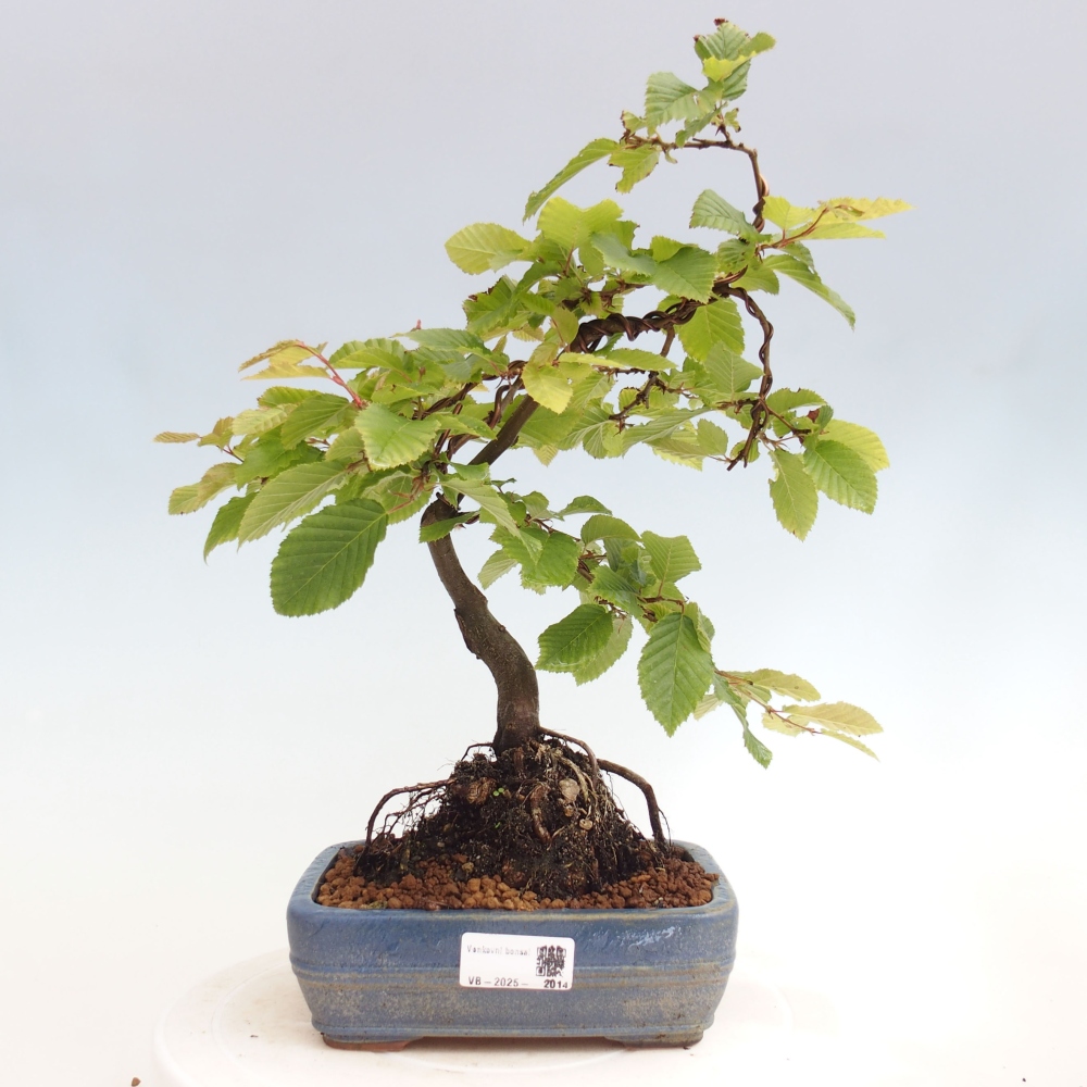 Outdoor bonsai - Hornbeam - Carpinus betulus