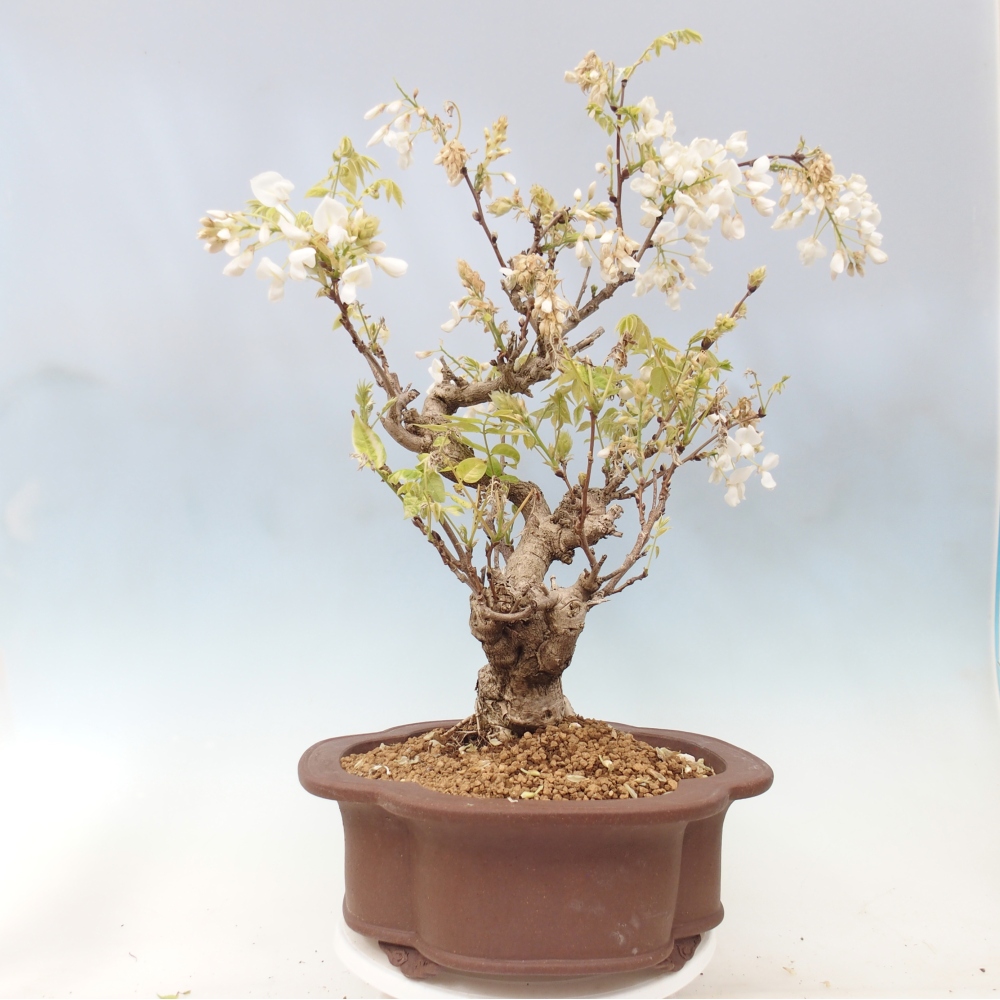 Outdoor bonsai - Vistaria - Wisteria