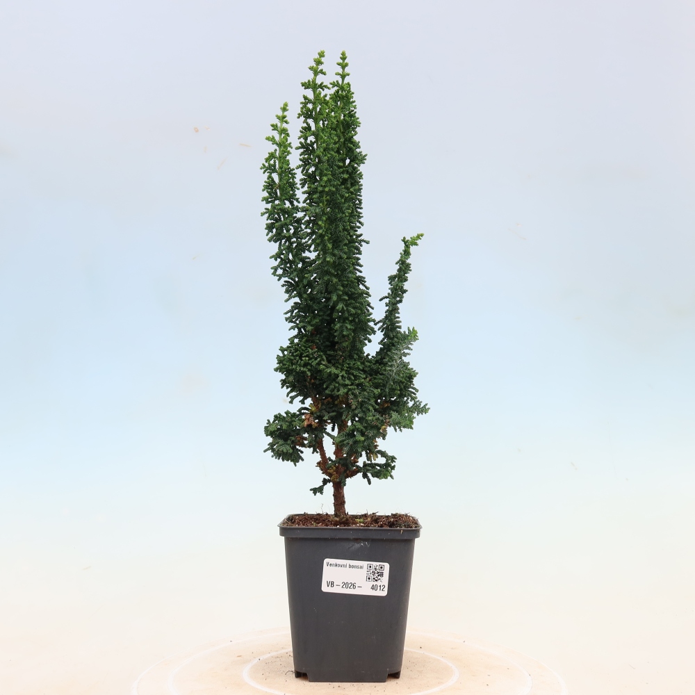 Outdoor bonsai - Cham. obtusa SEKKA HINOKI - Cypress