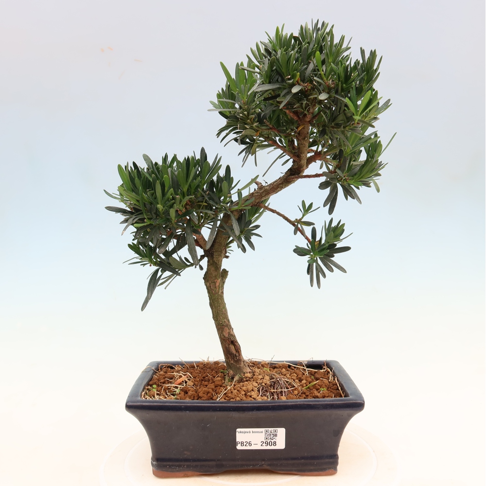Room bonsai - Podocarpus - Stone Yew