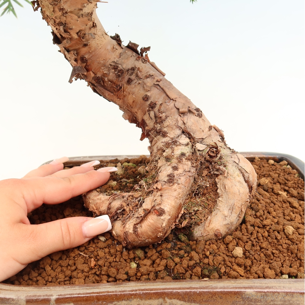 Indoor Bonsai - Araucaria - Indoor Spruce