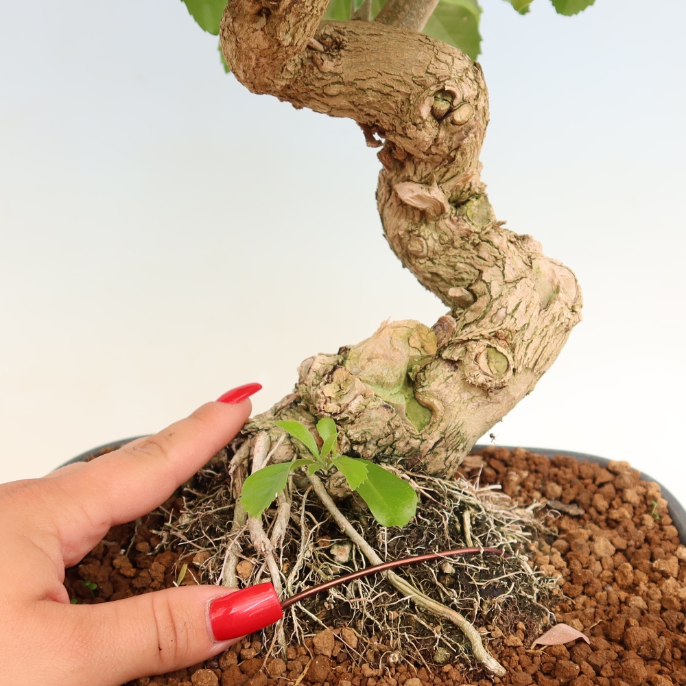 Room bonsai - Duranta erecta Aurea