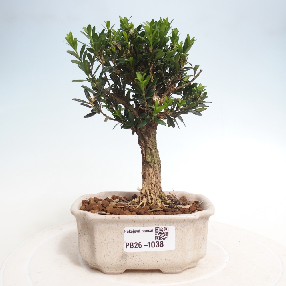 Room bonsai - Buxus harlandii - cork buxus