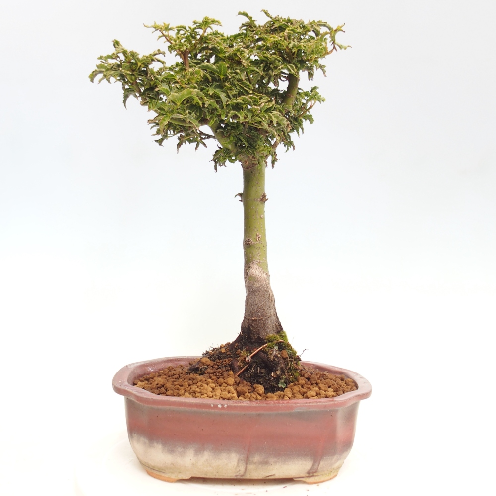 Outdoor bonsai - Acer palmatum Shishigashira maple