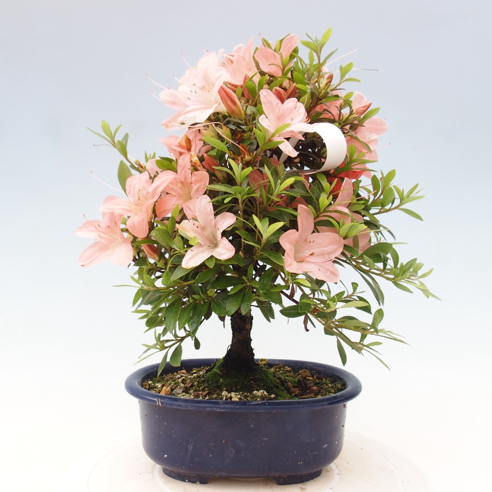 Outdoor bonsai - Japanese azalea - Azalea Nikko