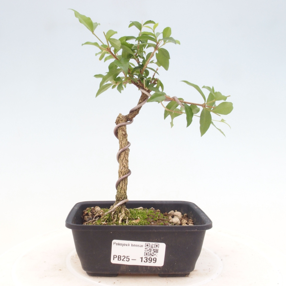 Room bonsai - Malpighia coccigera- Barbdorian cherry