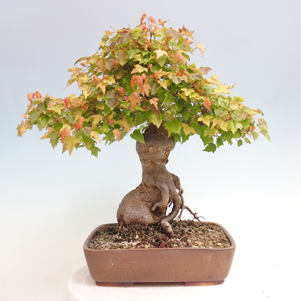 Outdoor bonsai - Maple Buergerianum - Burger Maple
