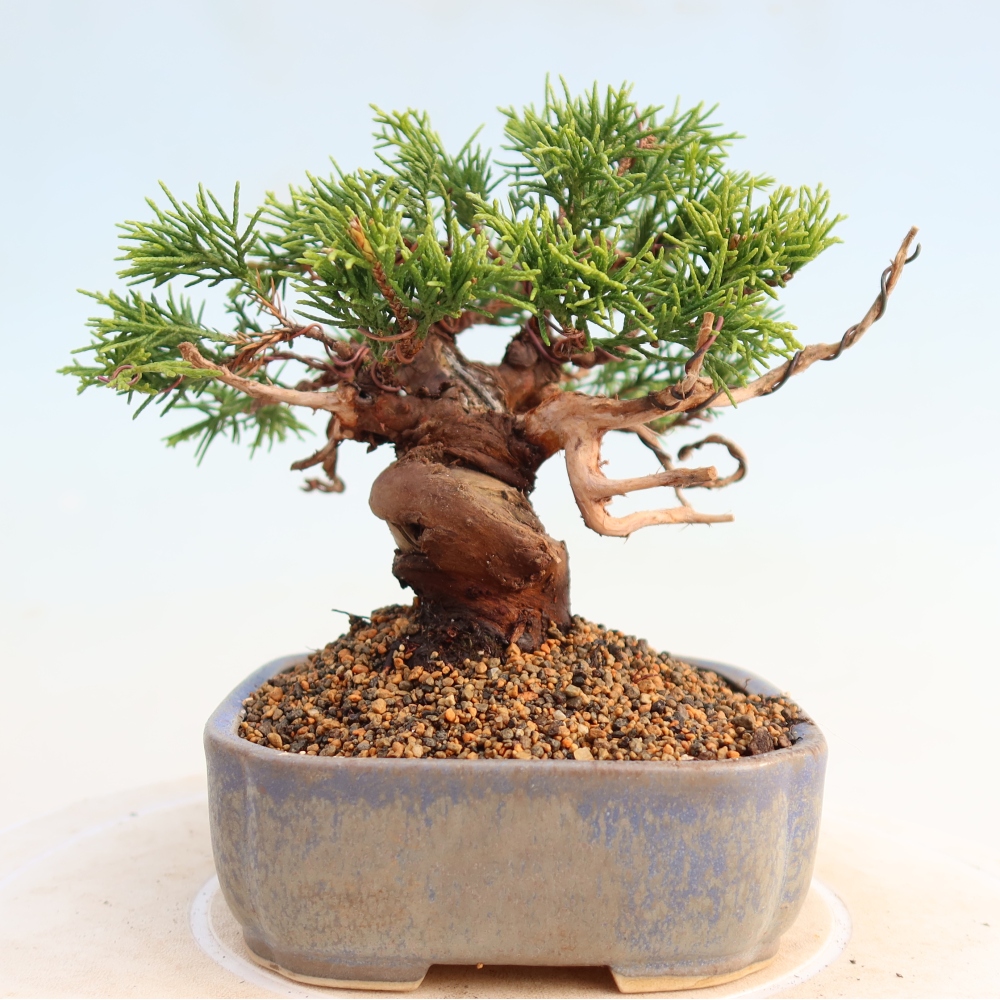 Outdoor bonsai - Juniperus chinensis Itoigawa - Chinese juniper