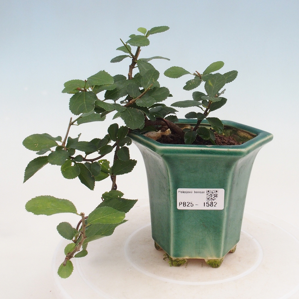 Indoor bonsai - Grewia occidentalis - Lavender star