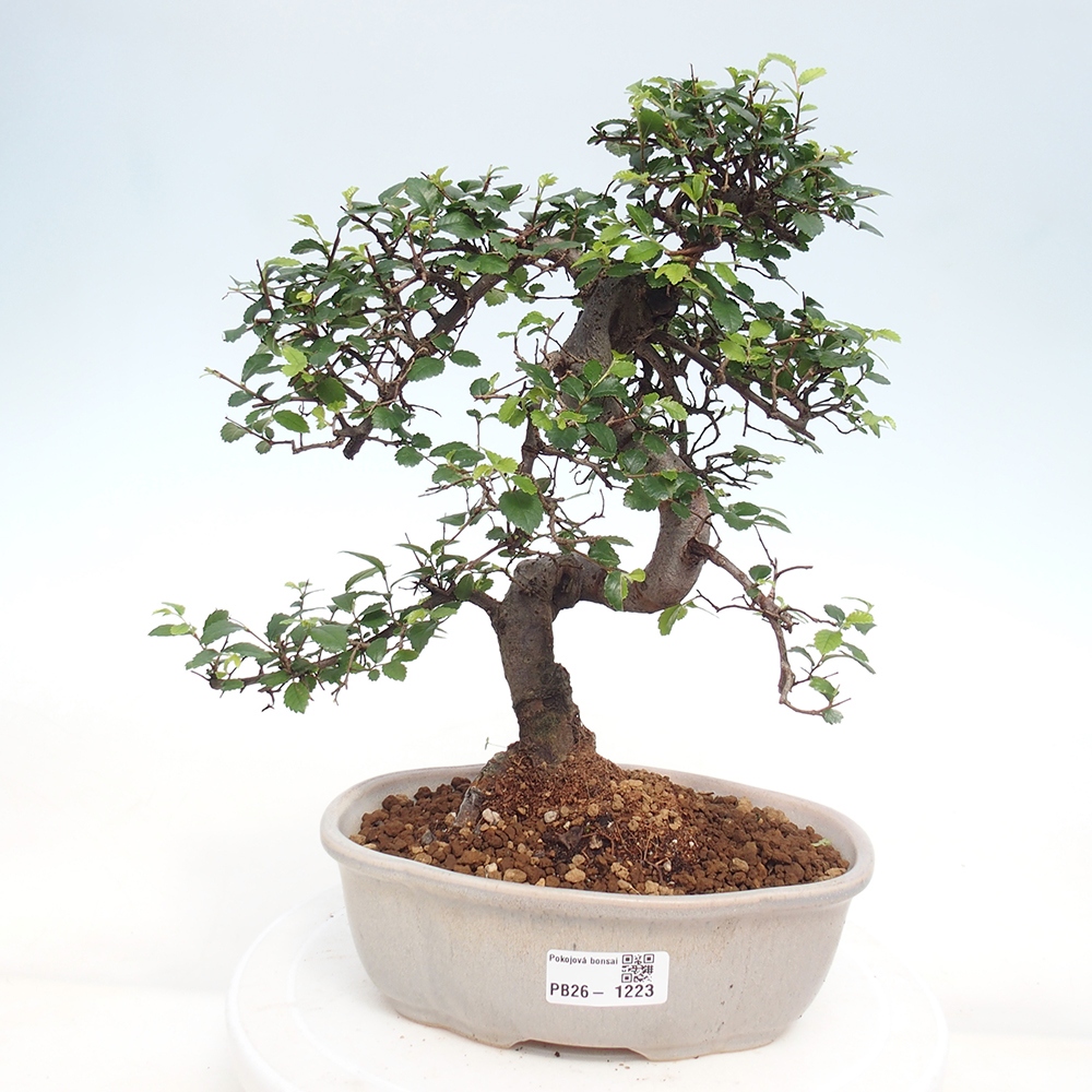 Room bonsai - Ulmus parvifolia - Small-leaved elm