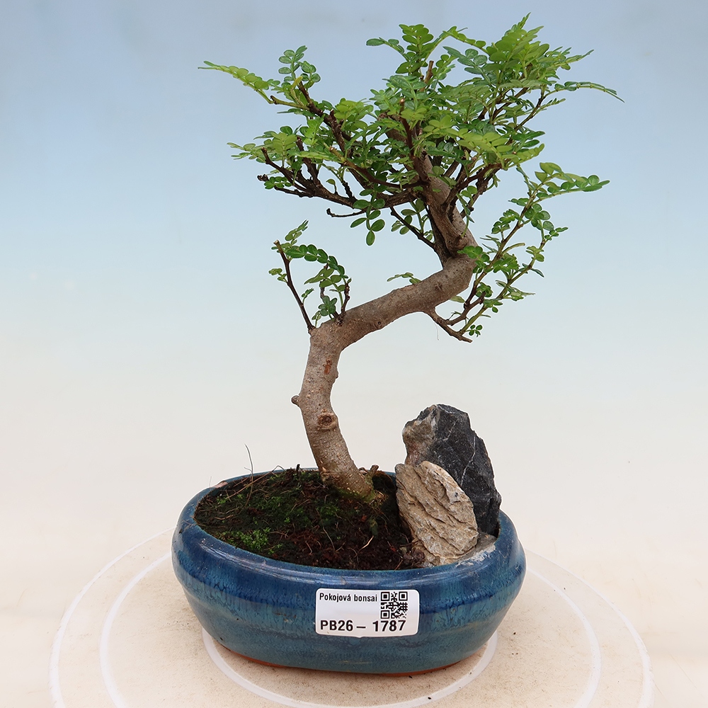Room bonsai - Zantoxylum piperitum - pepper tree