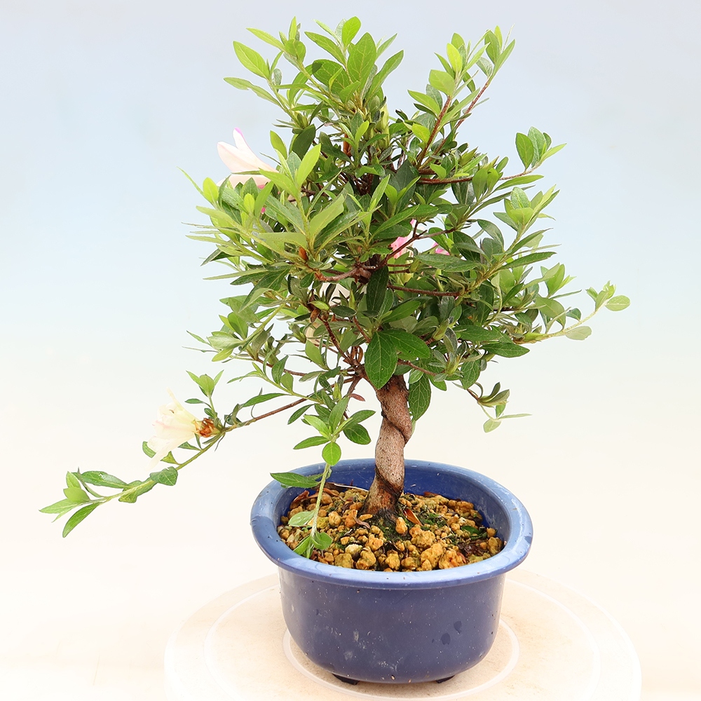 Outdoor bonsai - Japanese Azalea - Azalea Hand