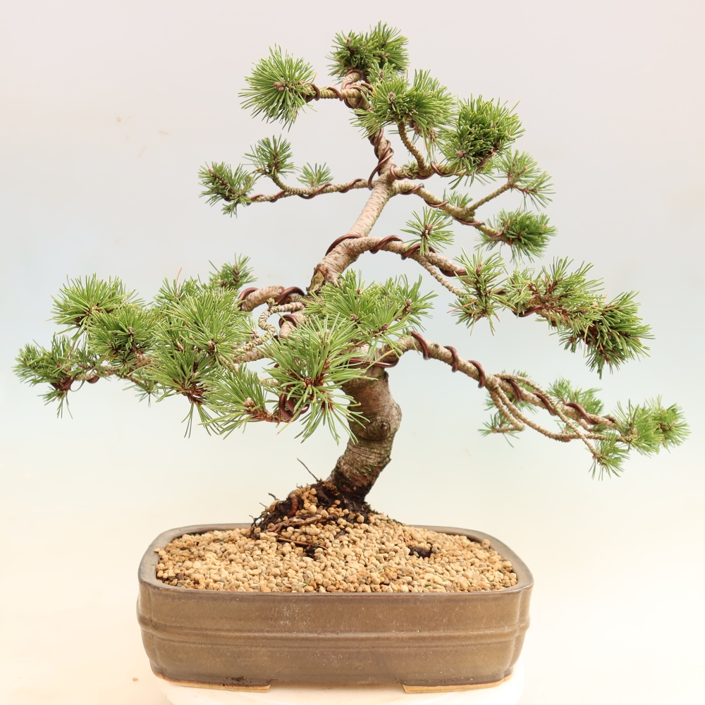 Outdoor Bonsai - Pinus mugo Humpy  - Mountain Pine