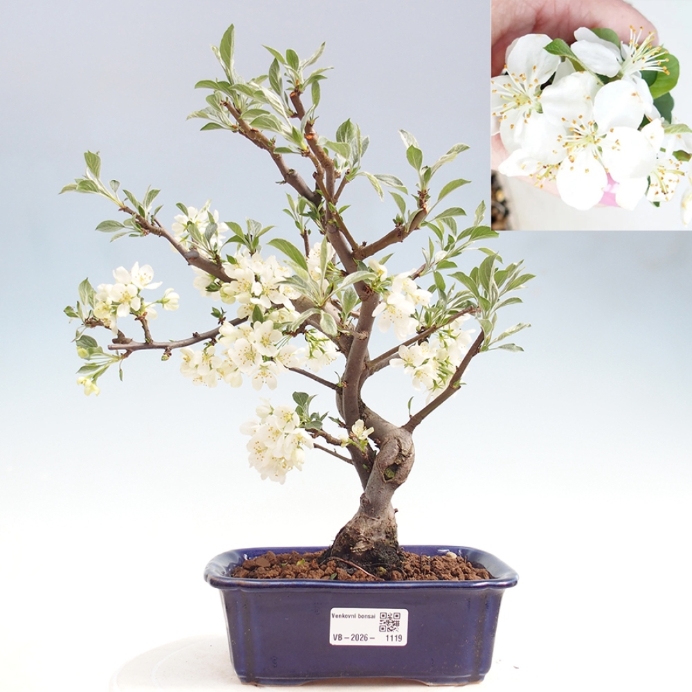 Outdoor bonsai - Malus sargentii - Small-fruited apple tree