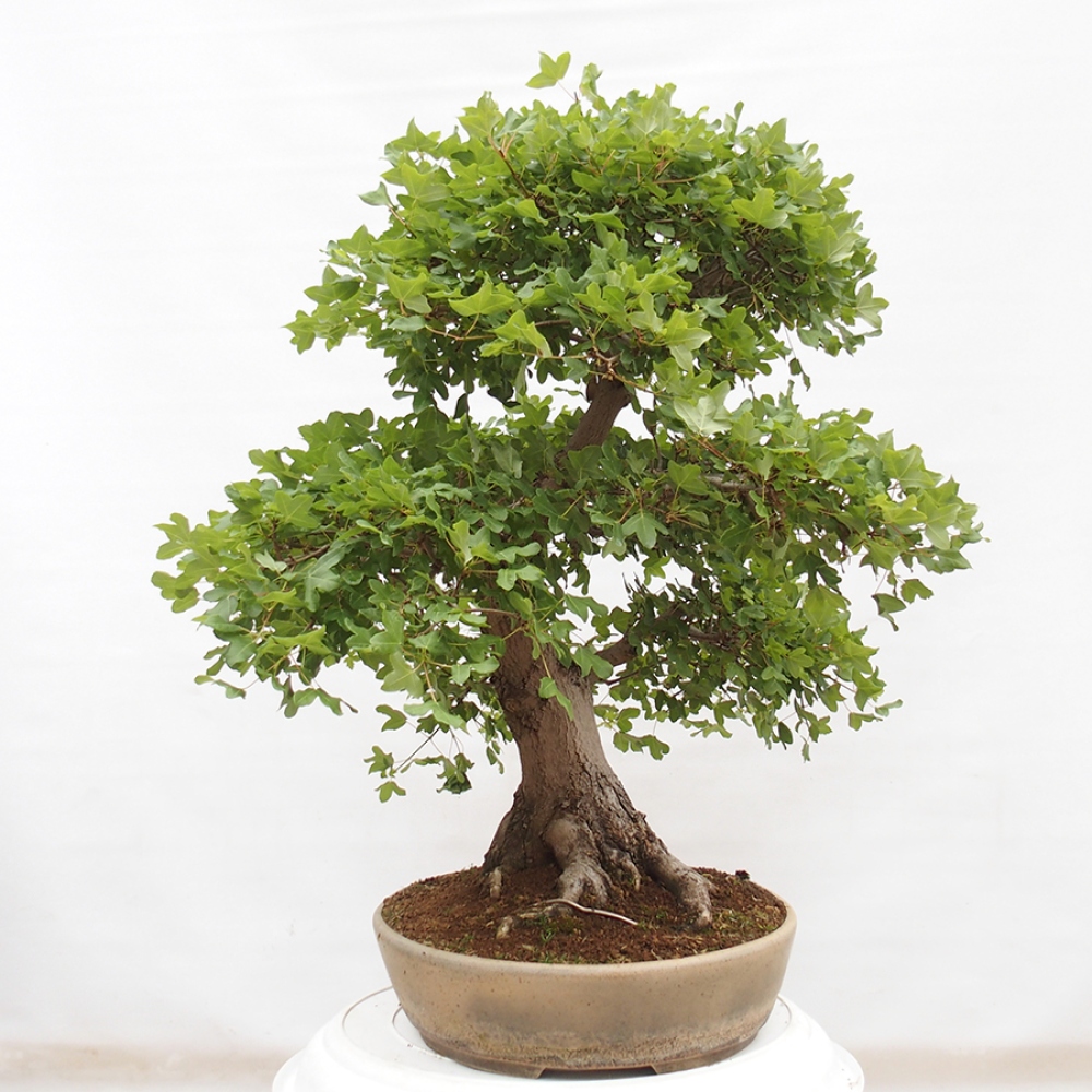 Outdoor bonsai - French Maple - Acer Nonspessulanum