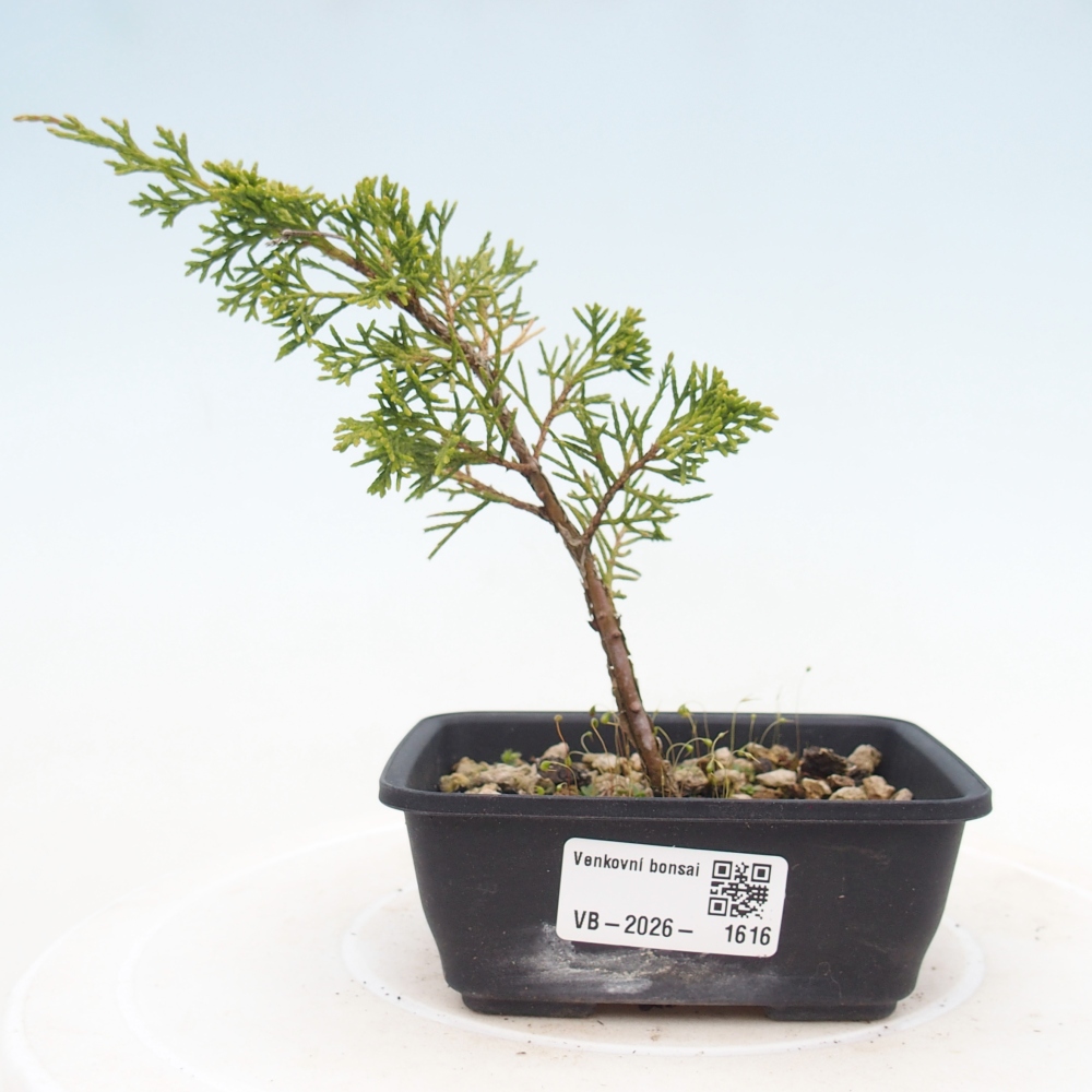 Outdoor bonsai - Juniperus chinensis Itoigawa