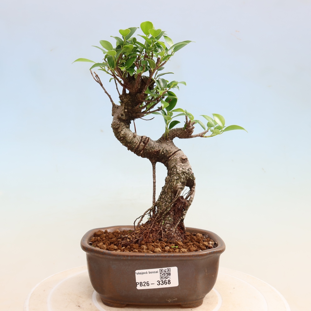 Room bonsai - Ficus kimmen - small-leaved ficus