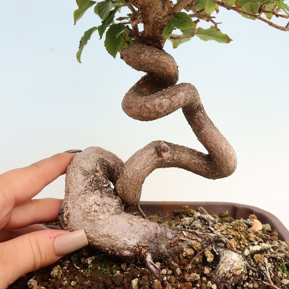 Outdoor bonsai -Carpinus CARPINOIDES - Korean Hornbeam