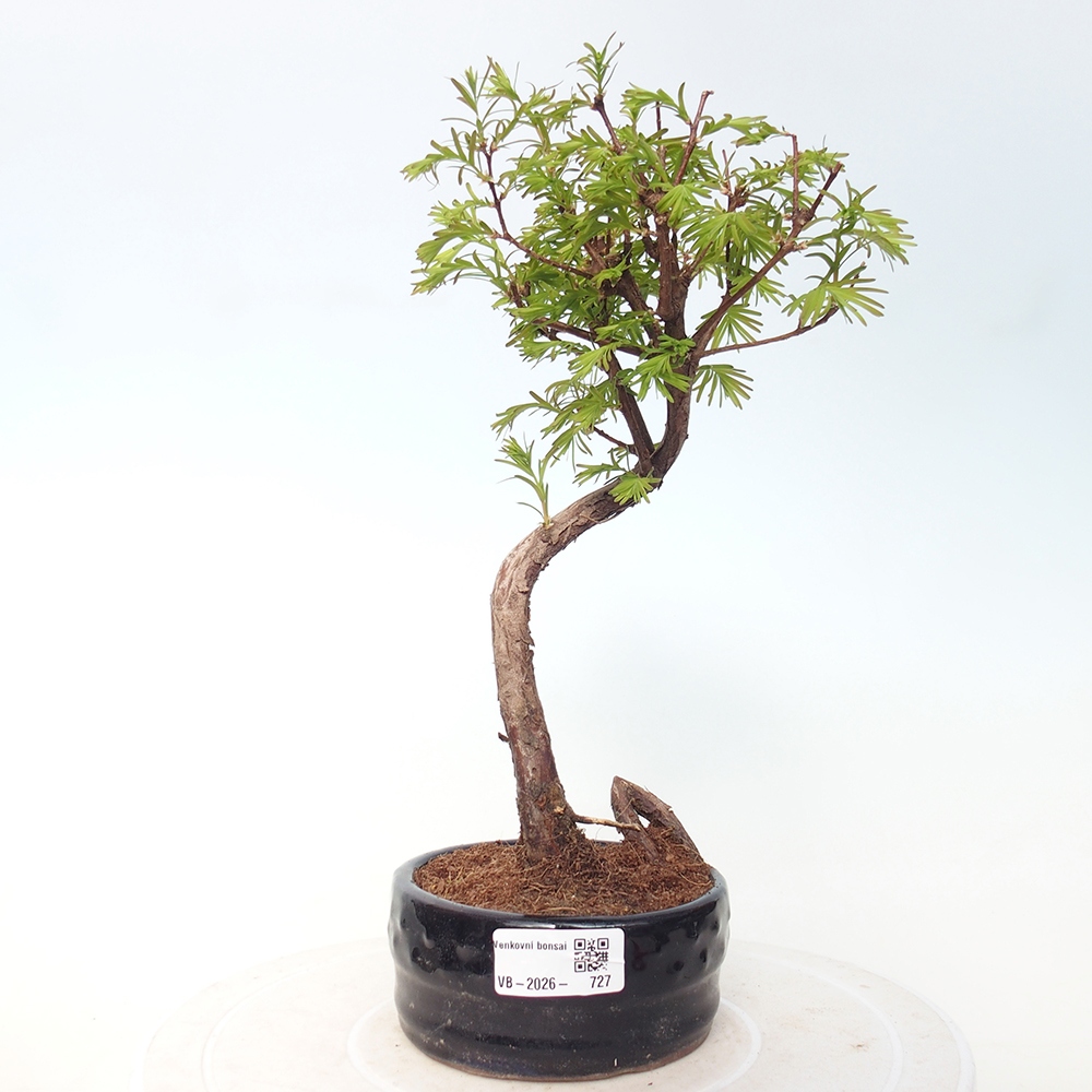 Outdoor bonsai - Metasequoia glyptostroboides - Chinese Metasequoia