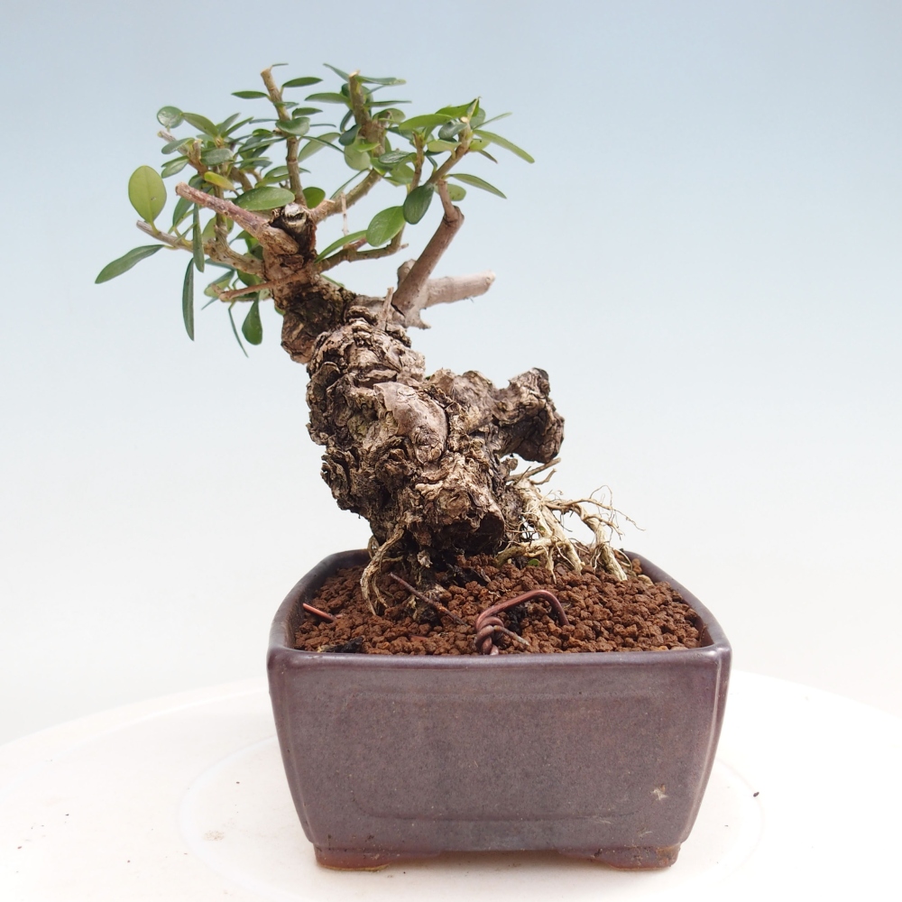 Indoor bonsai - Olea europaea sylvestris - European small-leaved olive oil