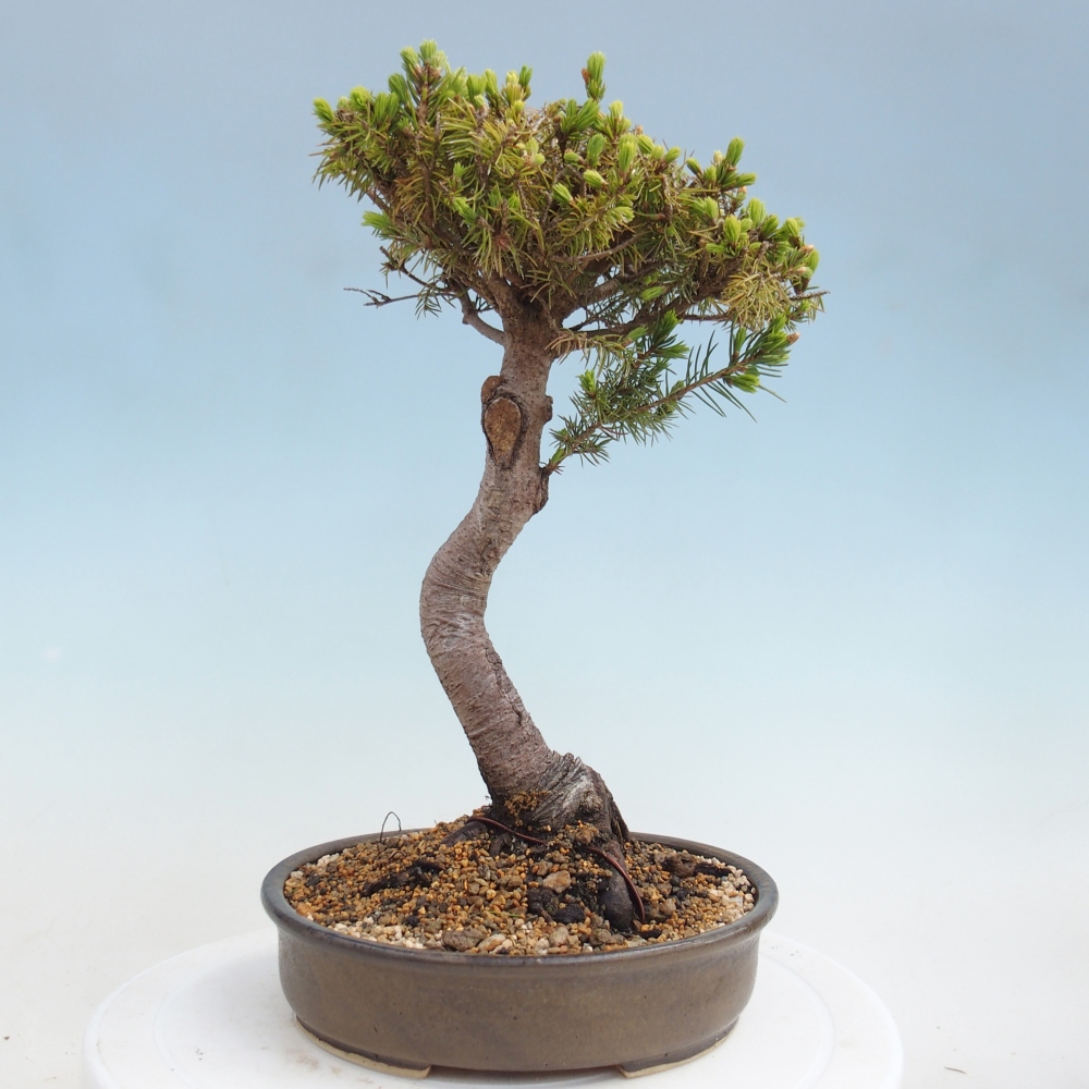 Outdoor bonsai - Spruce - Picea glauca globe