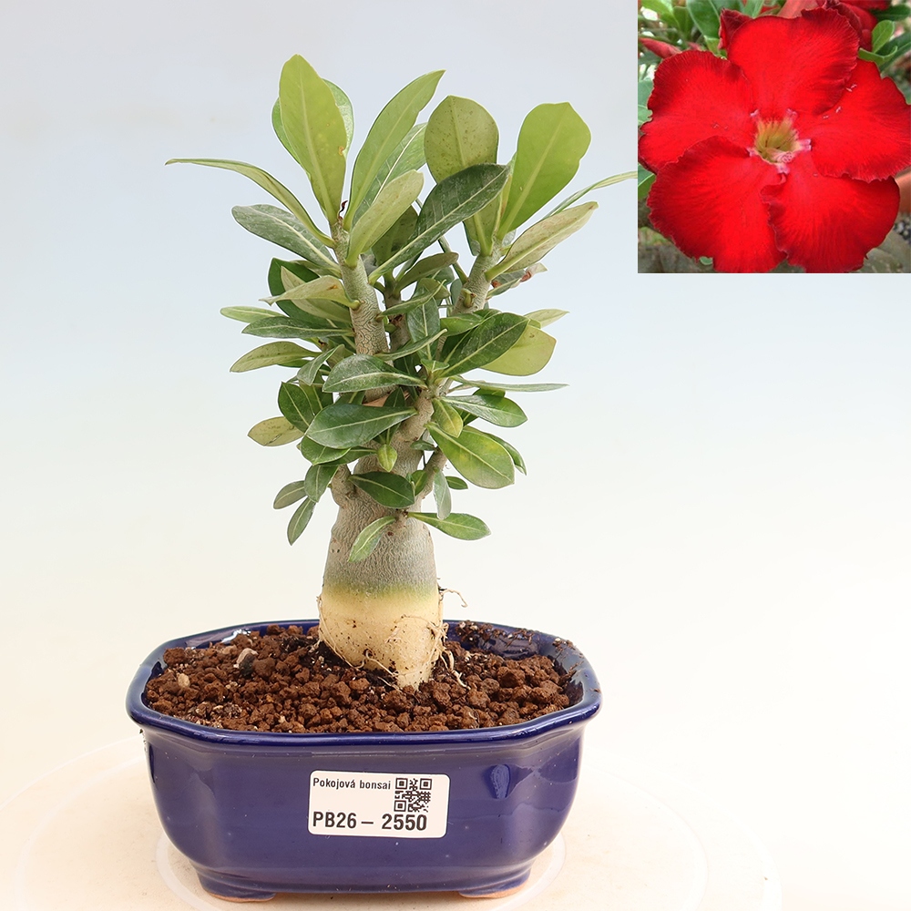 Indoor Bonsai - Adenium obesum Red Star - Desert Rose