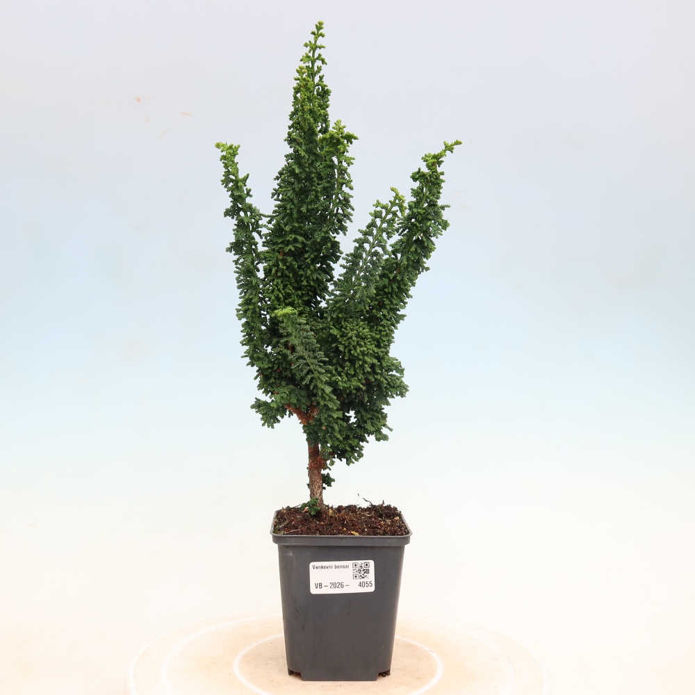 Outdoor bonsai - Cham. obtusa SEKKA HINOKI - Cypress