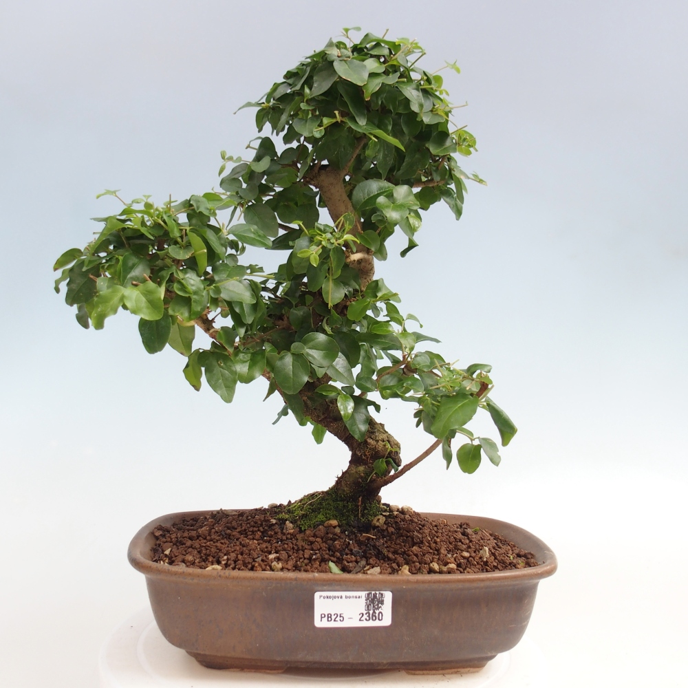 Room bonsai -Ligustrum chinensis - privet