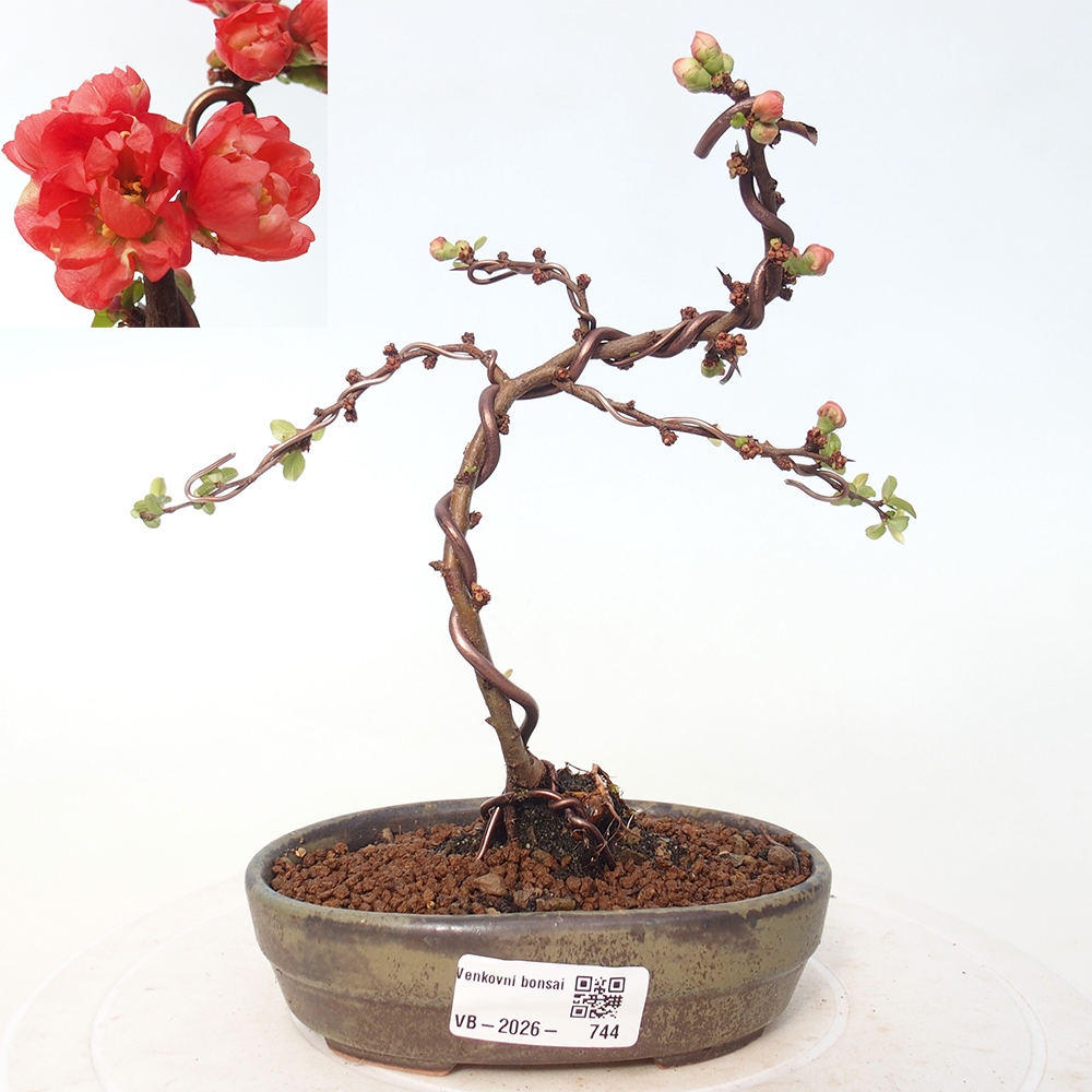 Outdoor bonsai - Chaneomeles s. Red Joy - Quince