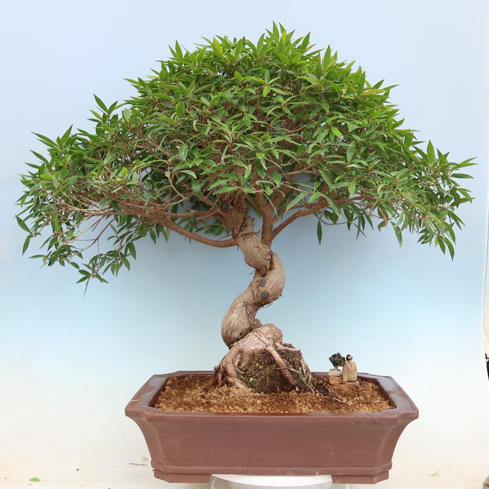 Room bonsai - Ficus nerifolia - small-leaved ficus