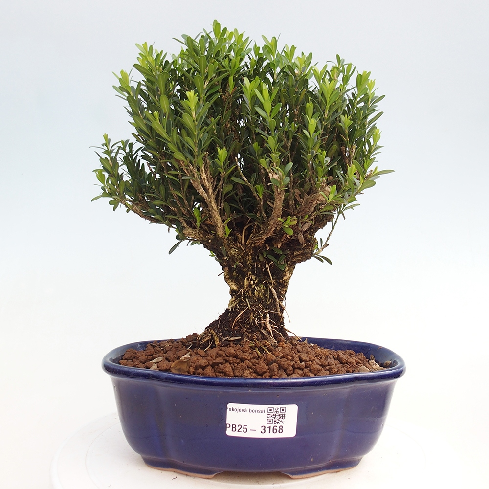 Indoor bonsai - Buxus harlandii - Cork boxwood